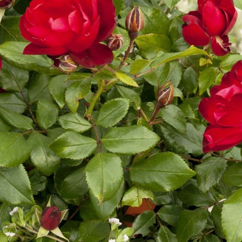 Rosa Milano - Trosroos (Foliage)