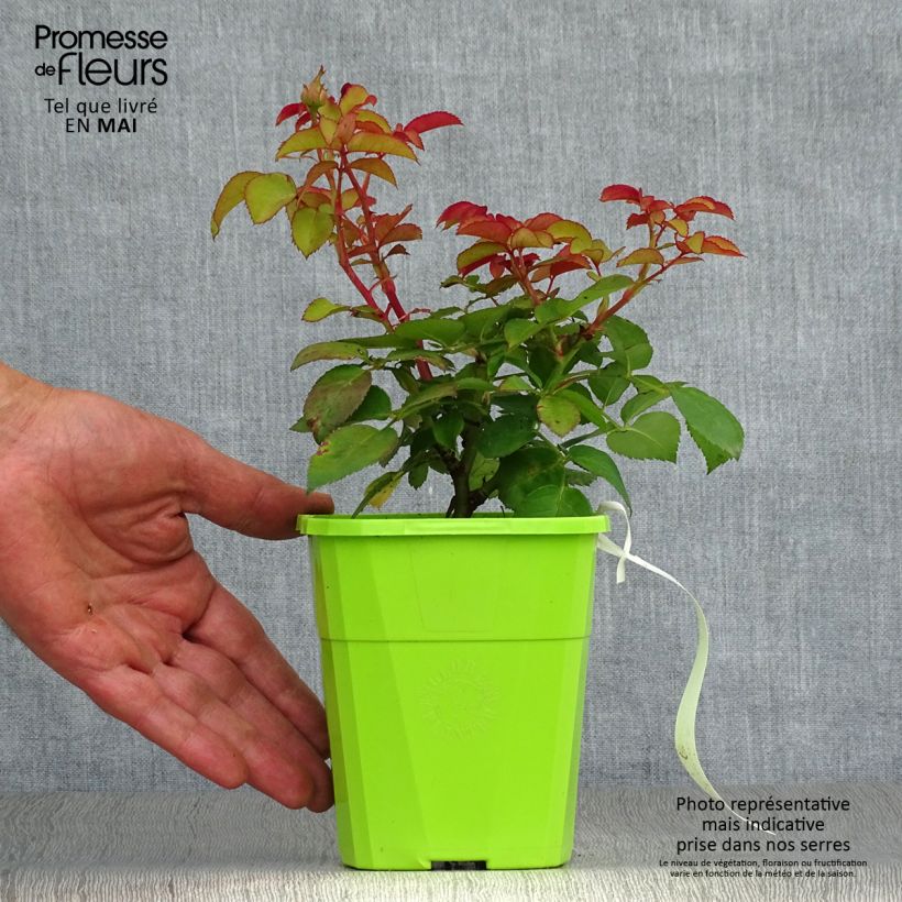 Exemplaar van Rosa Freifrau Caroline - Trosroos Pot van 4 l/5 l zoals geleverd in de lente