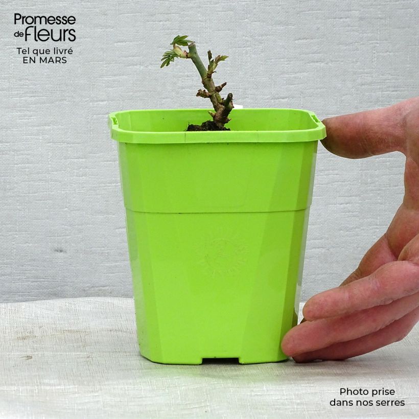 Exemplaar van Rosa Catherine de Medicis - Trosroos Pot van 3 l/4 l zoals geleverd in de winter