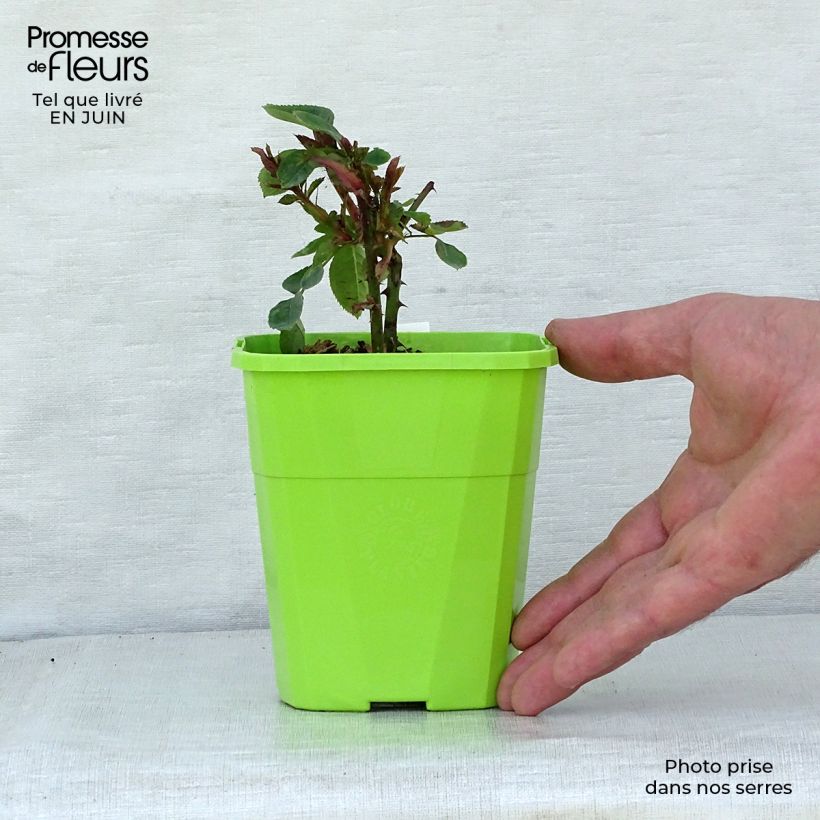 Exemplaar van Rosa Constanze Mozart - Trosroos Pot van 1,5 l/2 l zoals geleverd in de zomer