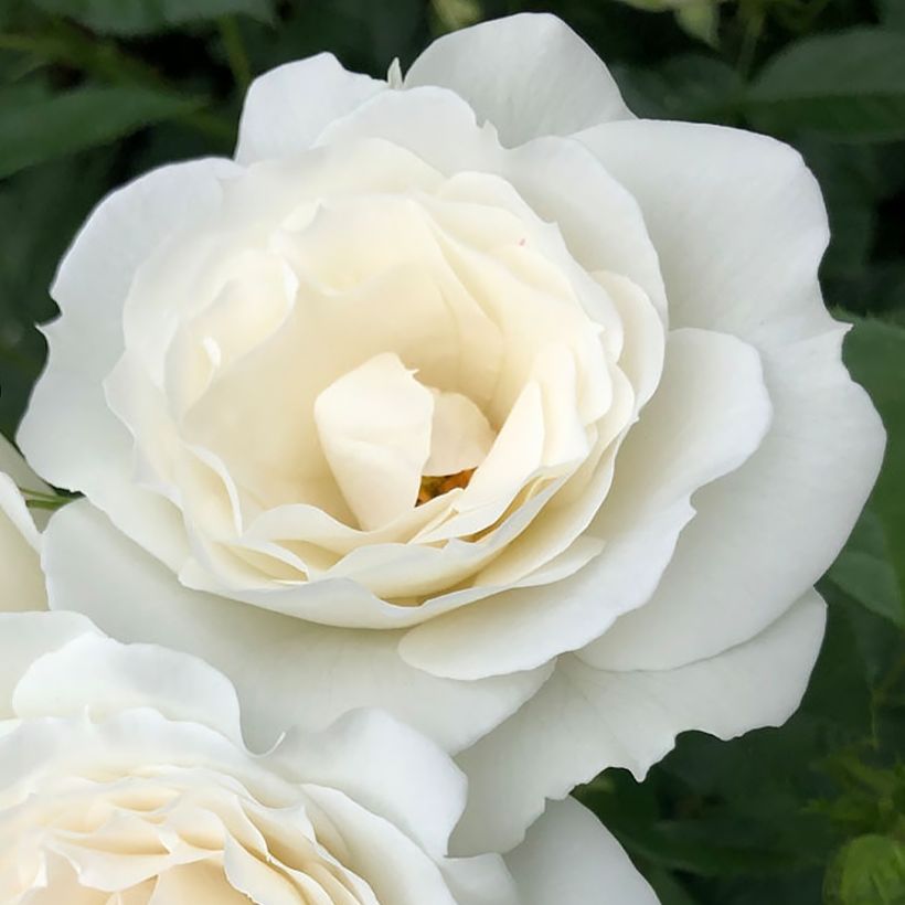 Rosa Baby Iceberg - Trosroos (Bloei)