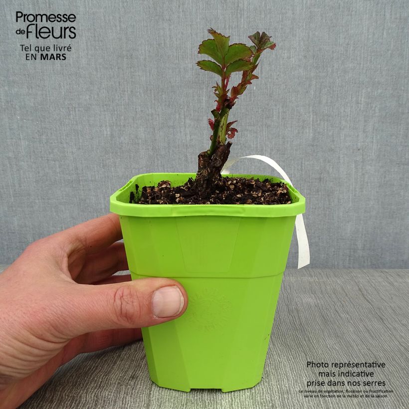 Exemplaar van Rosa Cherry Girl - Trosroos Pot van 1,5 l/2 l zoals geleverd in de winter