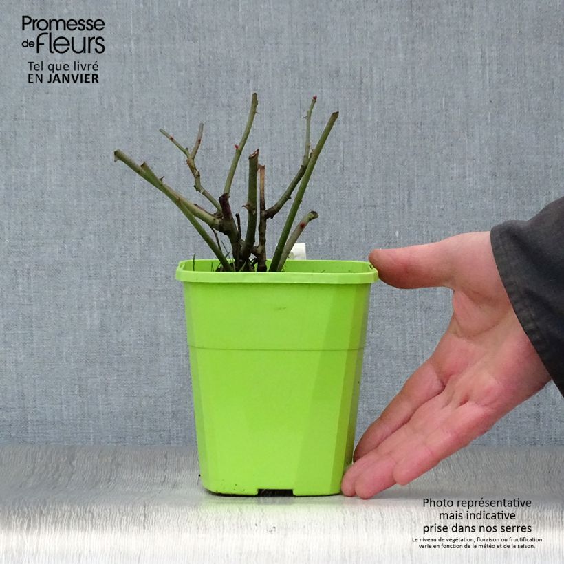 Example of Rosier Patio Rose Milano Pot van 1,5 l/2 l as you get in hiver