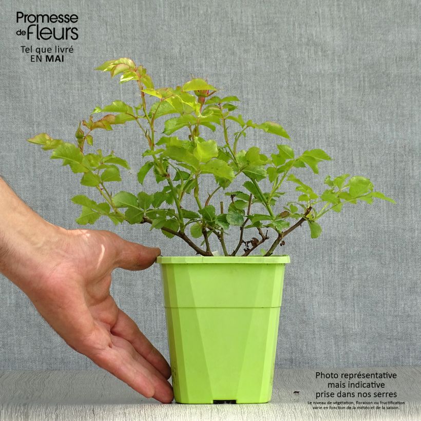 Exemplaar van Rosa Moin Moin - Trosroos Pot van 3 l/4 l zoals geleverd in de lente