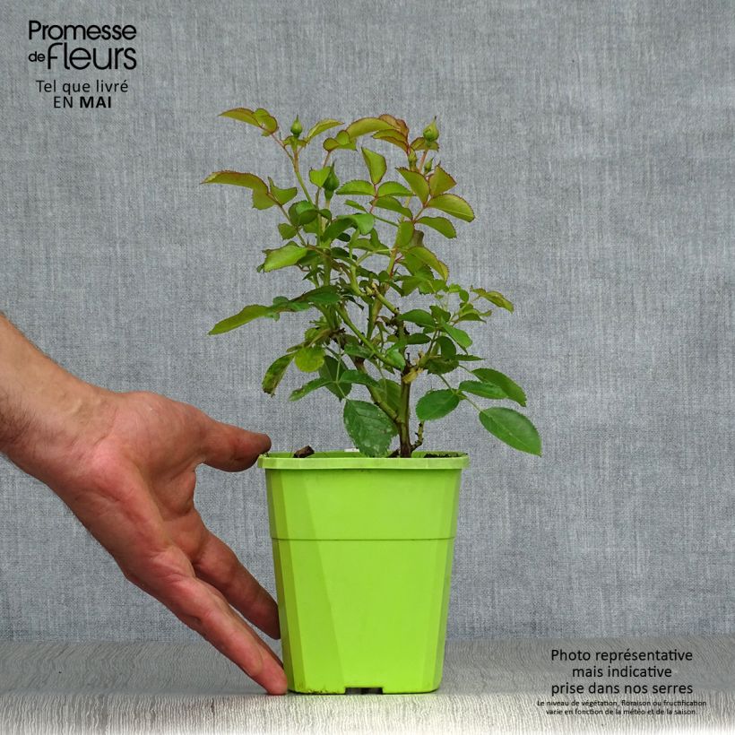 Exemplaar van Rosa Nautica - Trosroos Pot van 1,5 l/2 l zoals geleverd in de lente