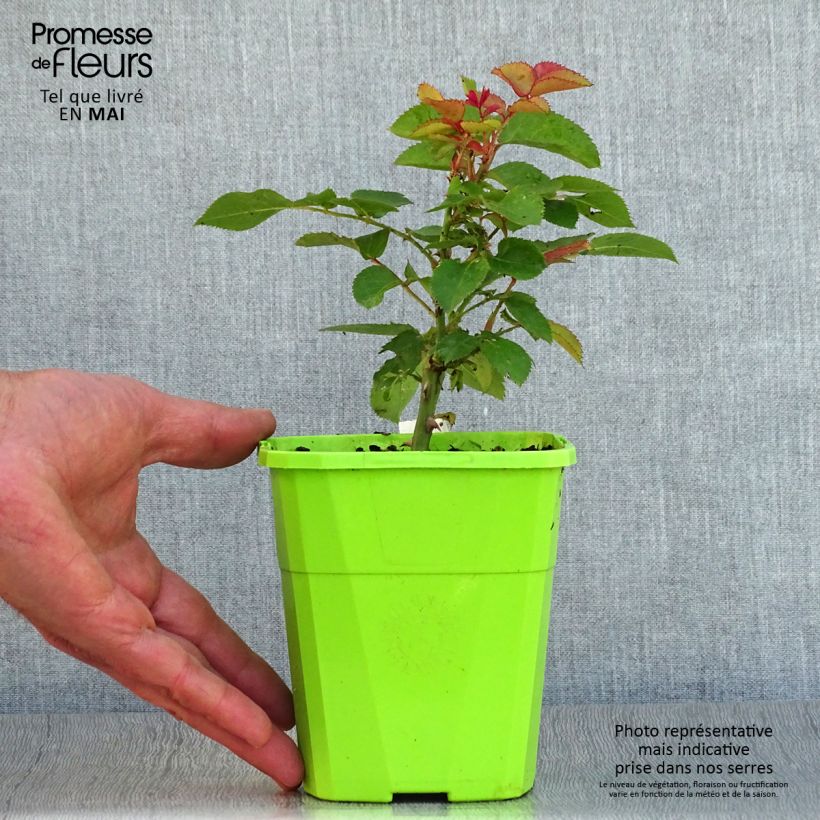 Example of Rosier Patio Rose Xenia Pot van 3 l/4 l as you get in printemps