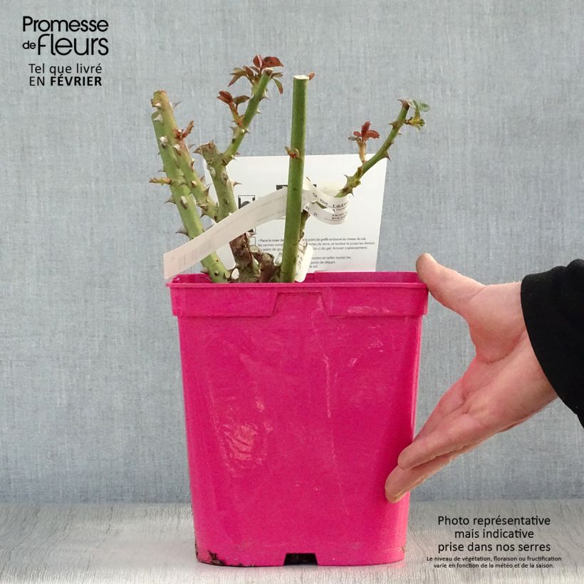 Example of Rosier Princesse Astrid de Belgique - Rosier buisson à grandes fleurs Pot van 4 l/5 l as you get in hiver
