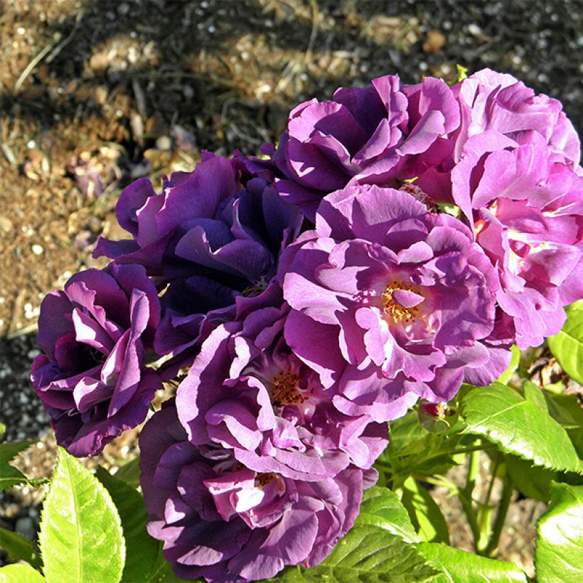 Rosa Rhapsody in Blue - Trosroos (Flowering)