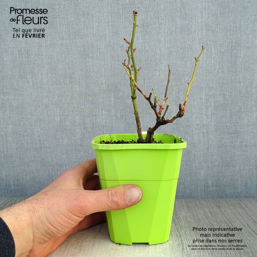 Example of Rosier couvre-sol Black Forest Rose Pot van 1,5 l/2 l as you get in hiver