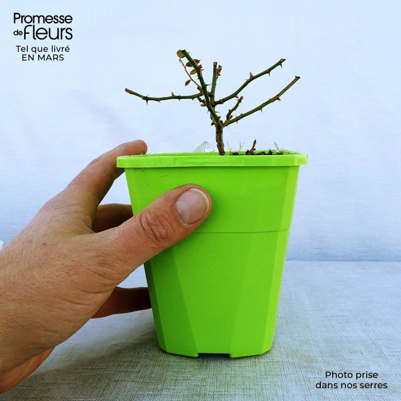 Exemplaar van Rosa Innocencia - Trosroos Pot van 3 l/4 l zoals geleverd in de lente