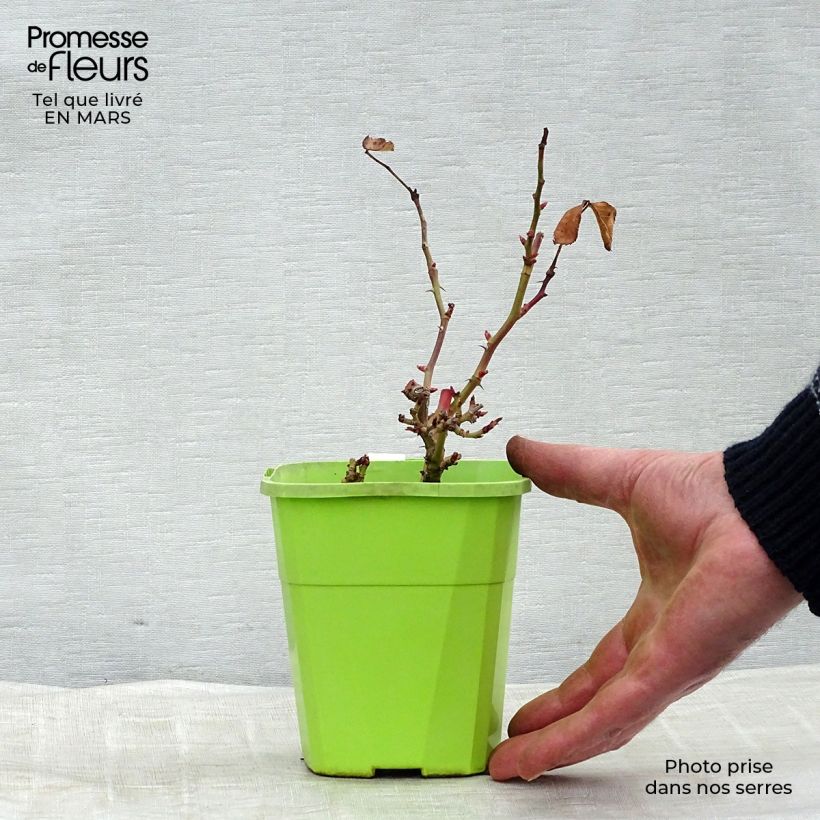 Exemplaar van Rosa Planten un Blomen - Trosroos Pot van 1,5 l/2 l zoals geleverd in de lente