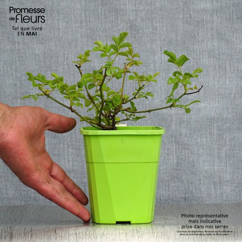 Example of Rosier Rigo Rosen Hotline Pot van 3 l/4 l as you get in printemps