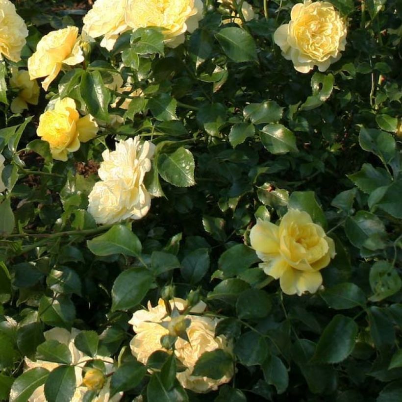 Rosa Solero - Trosroos (Foliage)