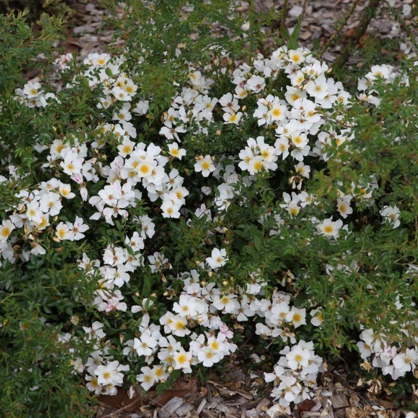 Rosa Sonnenröschen - Polyantharoos (Groeiplaats)