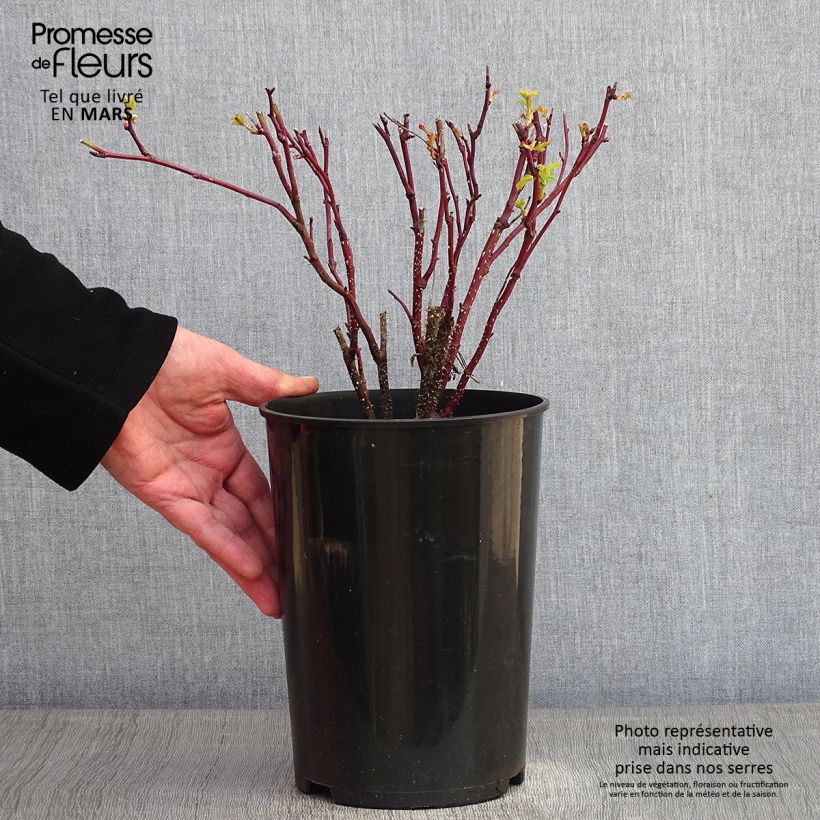 Example of Rosier Rugosa Thérèse Bugnet  Pot van 4 l/5 l as you get in hiver