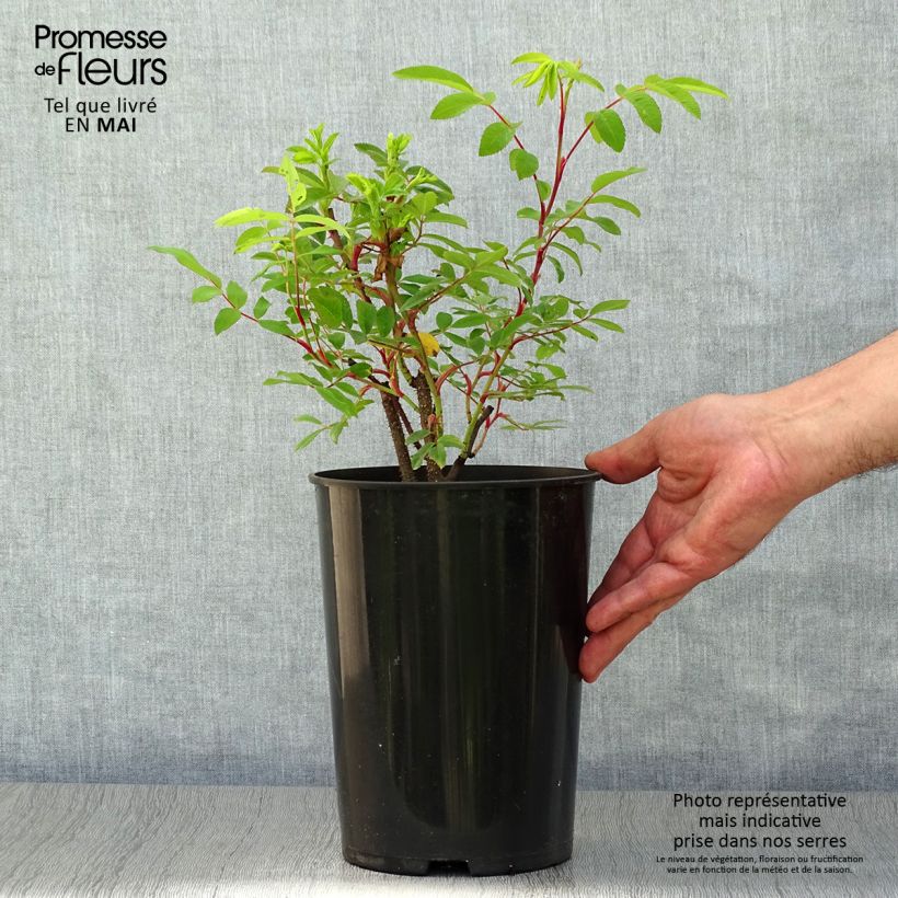 Exemplaar van Rosa rugosa Thérèse Bugnet - Hondsroos Pot van 4 l/5 l zoals geleverd in de lente
