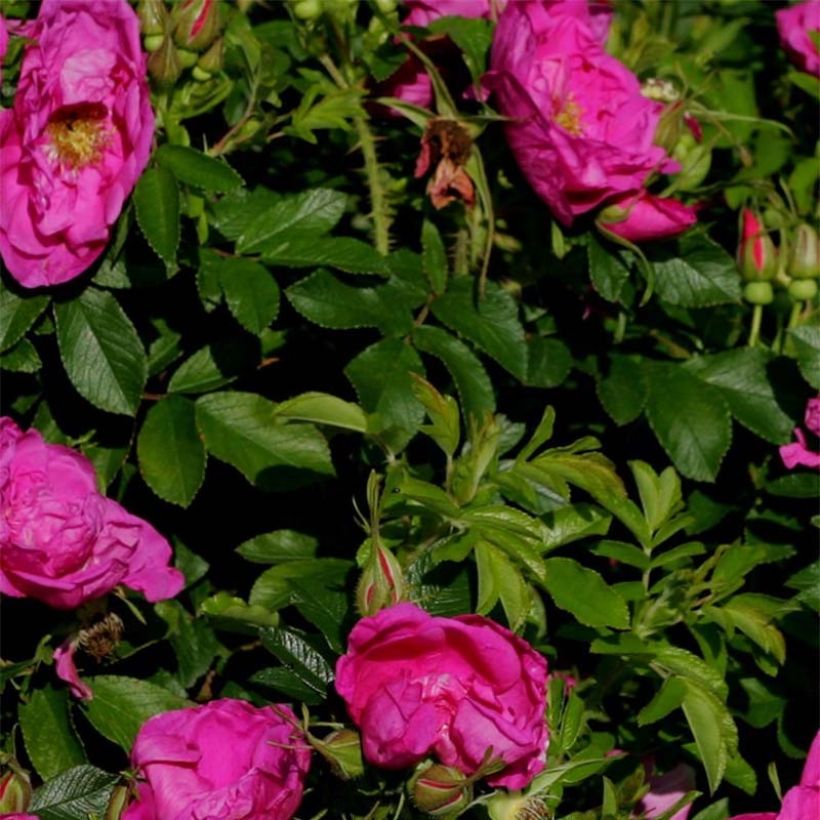 Rosa Savoranova Smart - Hondsroos (Blad)