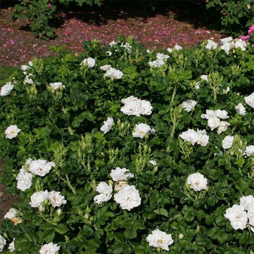Rosa SavoraNova White - Hondsroos (Groeiplaats)