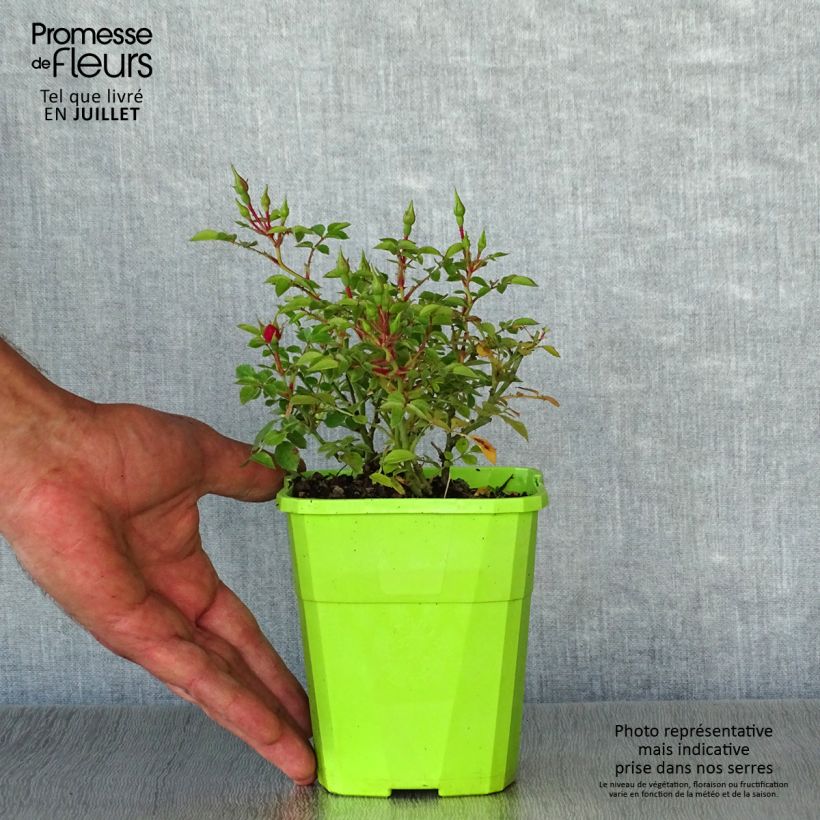 Exemplaar van Rosa Knirps - Polyantharoos Pot van 3 l/4 l zoals geleverd in de zomer