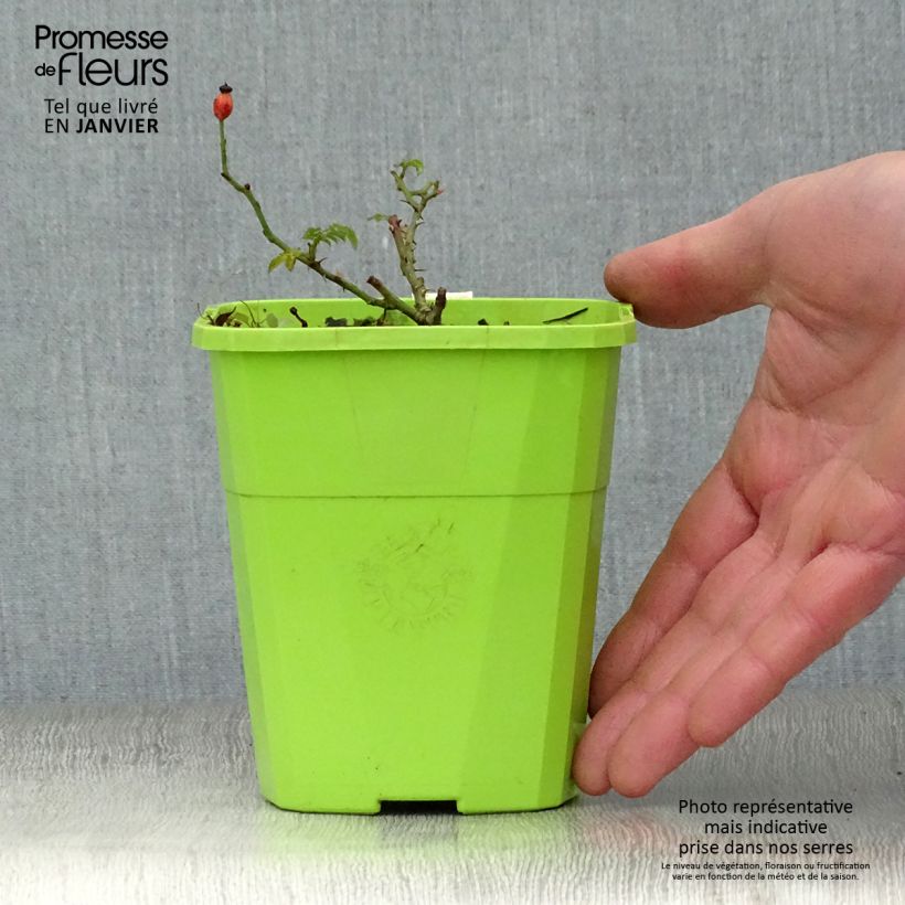 Exemplaar van Rosa Sonnenröschen - Polyantharoos Pot van 1,5 l/2 l zoals geleverd in de winter