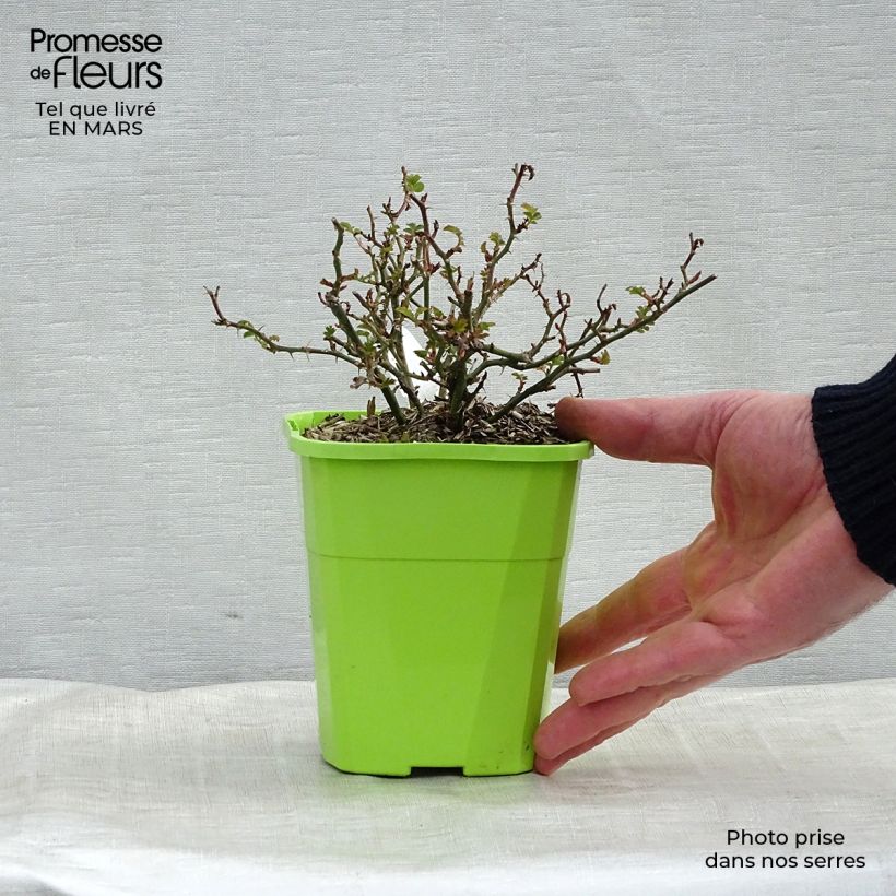Exemplaar van Rosa Sonnenröschen - Polyantharoos Pot van 1,5 l/2 l zoals geleverd in de lente