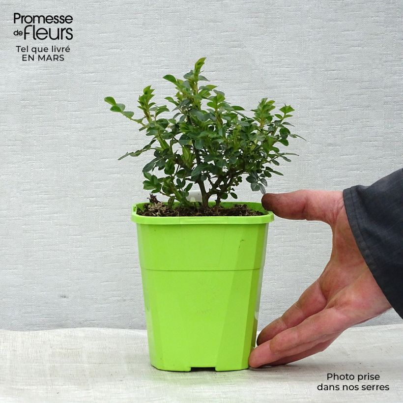 Exemplaar van Rosa Sweet Knirps - Polyantharoos Pot van 1,5 l/2 l zoals geleverd in de lente