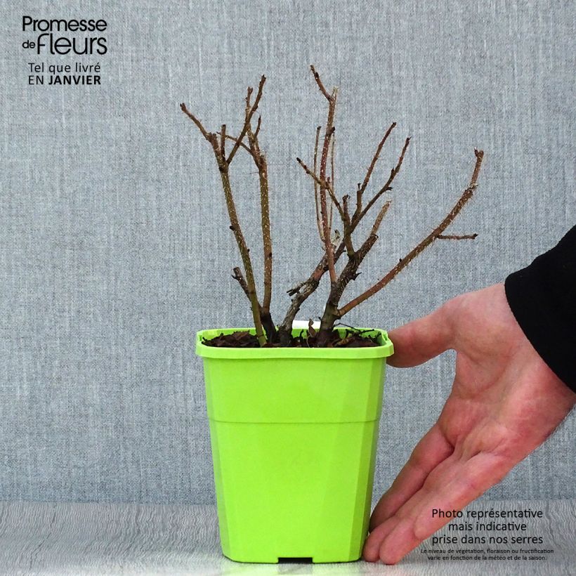 Exemplaar van Rosa Savoranova Smart - Hondsroos Pot van 1,5 l/2 l zoals geleverd in de winter