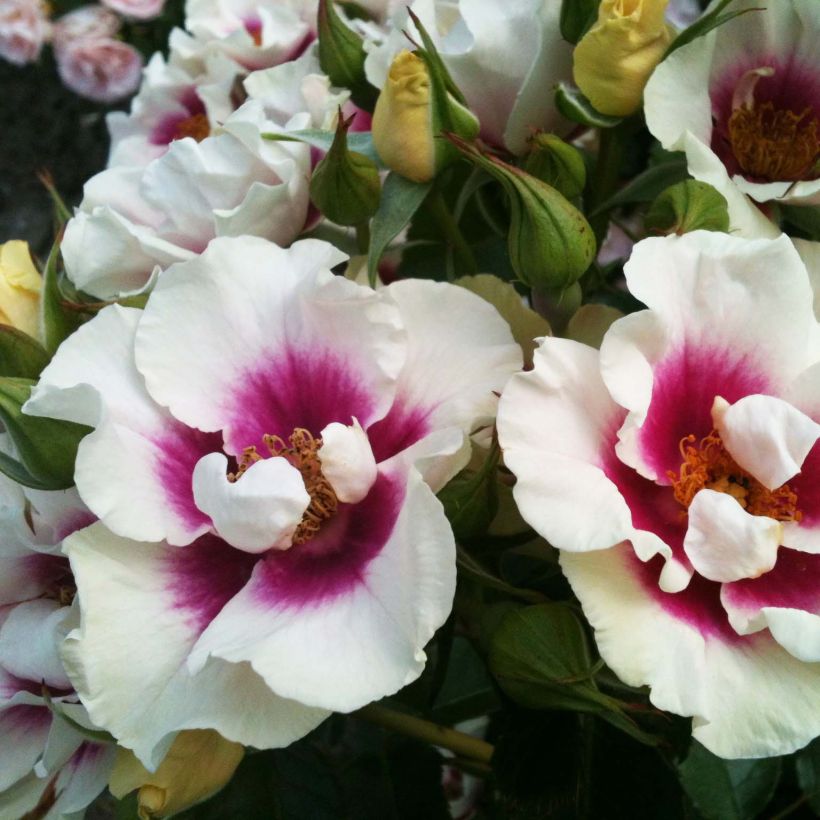 Rosa See You in Purple - Struikroos (Bloei)