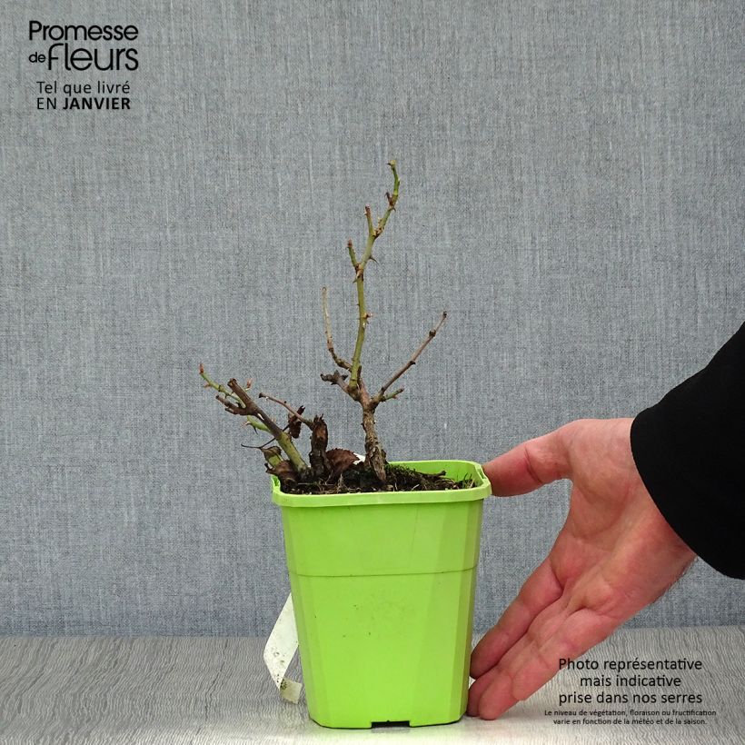 Exemplaar van Rosa See You In Red - Struikroos Pot van 1,5 l/2 l zoals geleverd in de winter