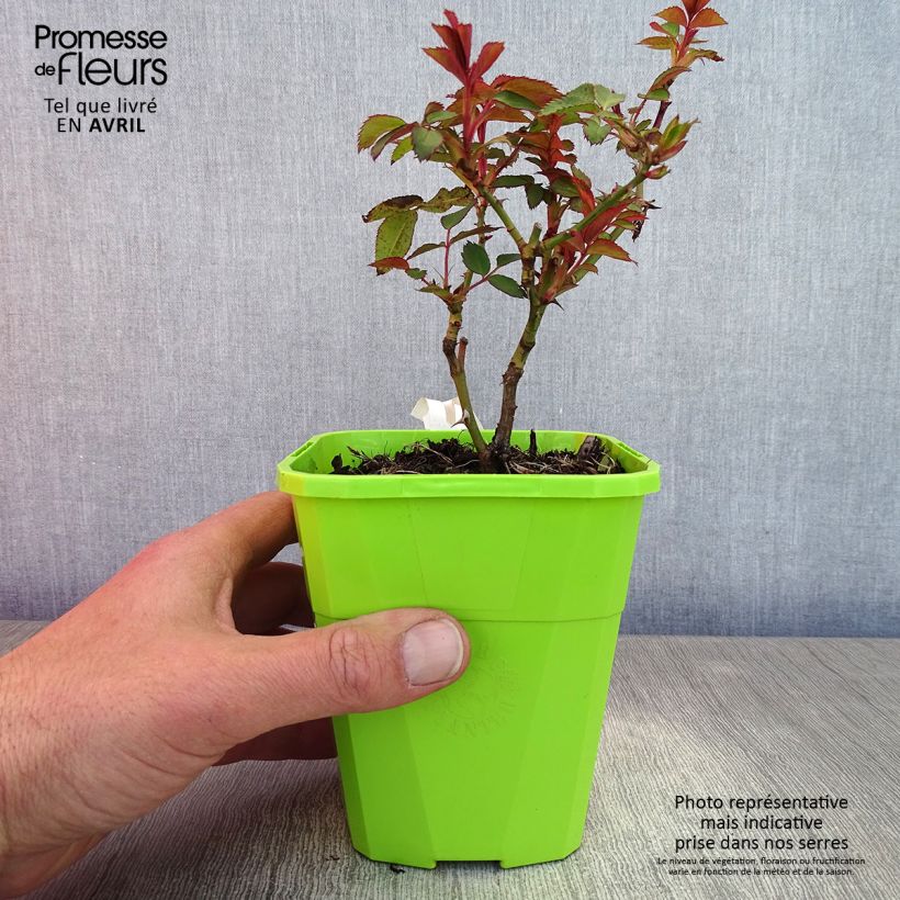 Exemplaar van Rosa See You In Red - Struikroos Pot van 1,5 l/2 l zoals geleverd in de lente