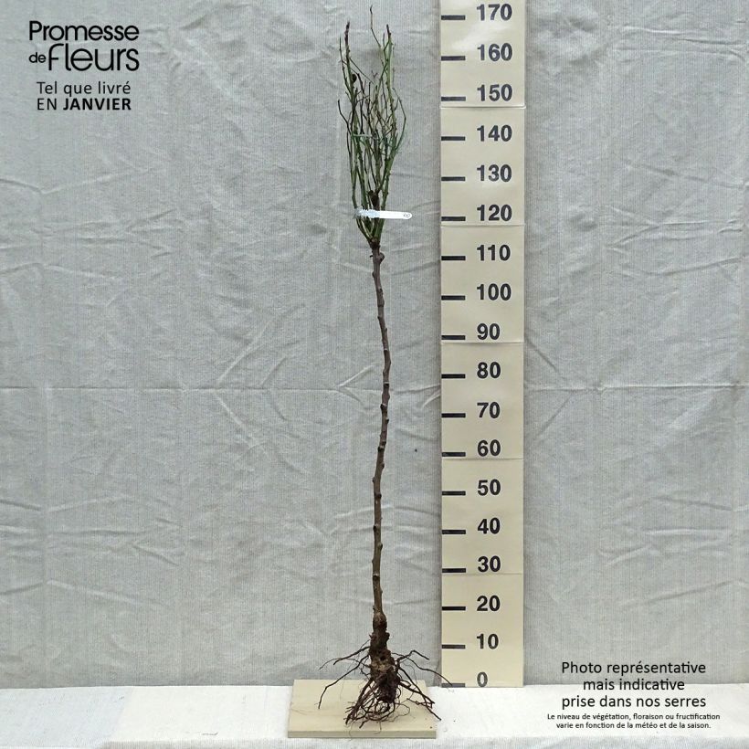 Exemplaar van Rosa Claire Austin- Stamroos Naakte wortel, Stengel zoals geleverd in de winter