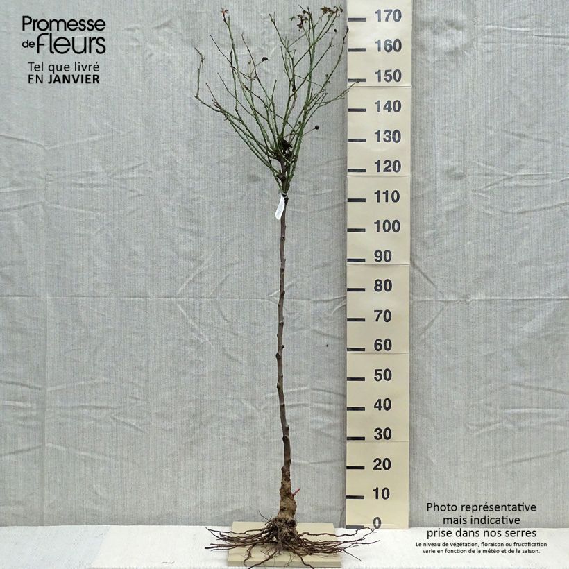 Exemplaar van Rosa Darcey Bussell - Stamroos Naakte wortel, Stengel zoals geleverd in de winter
