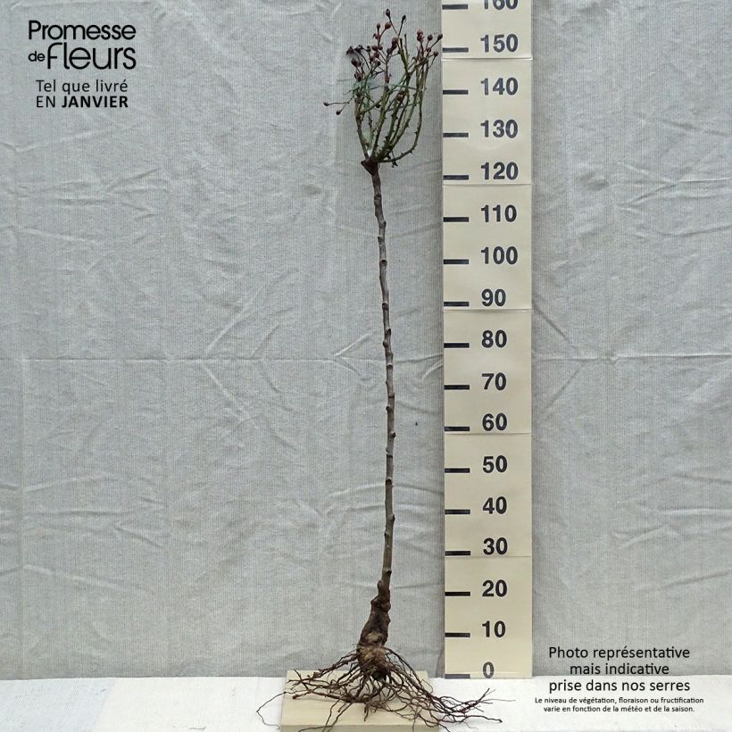 Exemplaar van Rosa Desdemona - Stamroos Naakte wortel, Stengel zoals geleverd in de winter