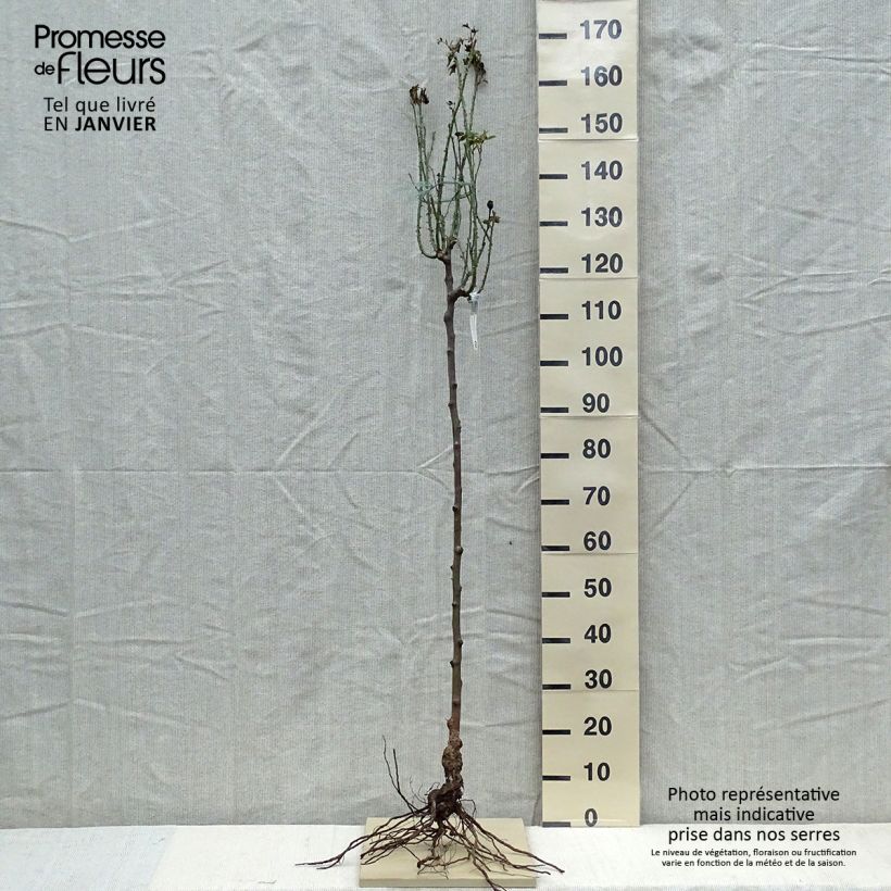 Exemplaar van Rosa Gertrude Jekyll - Stamroos Naakte wortel, Stengel zoals geleverd in de winter