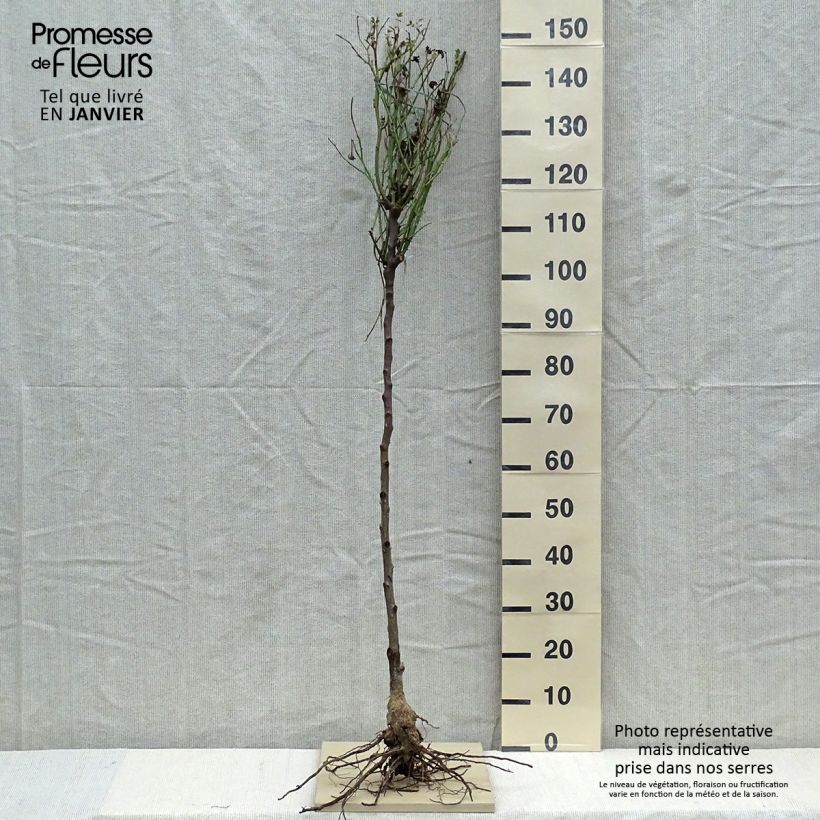 Exemplaar van Rosa Lady of Shalott - Stamroos Naakte wortel, Stengel zoals geleverd in de winter