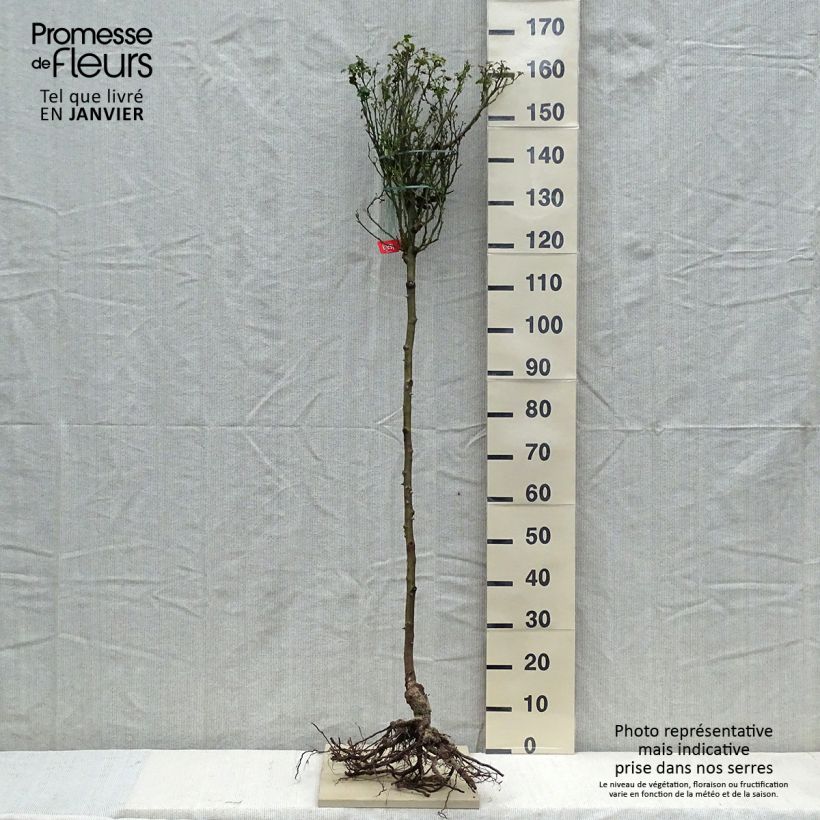 Example of Rosier Tige Décorosiers Isalia Naakte wortel, Stengel as you get in hiver