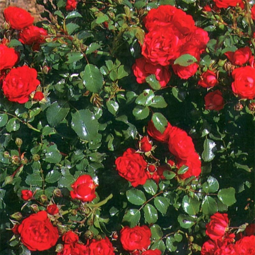 Rosa Toscana - Polyantharoos (Foliage)