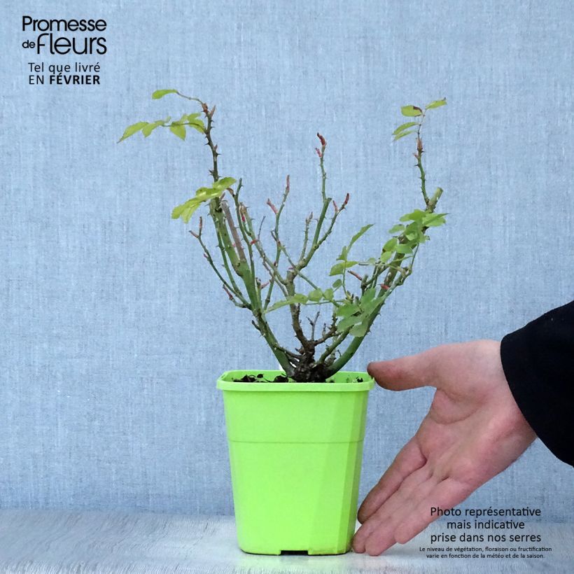 Example of Rosier Urban Streetlight Larissa Pot van 3 l/4 l as you get in hiver