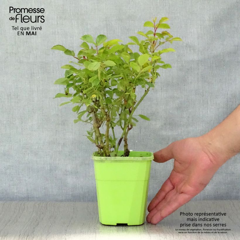 Exemplaar van Rosa Marondo - Polyantharoos Pot van 1,5 l/2 l zoals geleverd in de lente