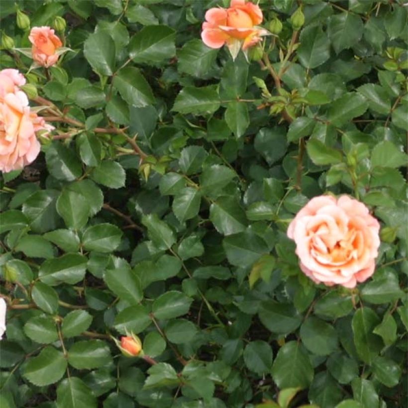 Rosa Cubana - Trosroos (Foliage)