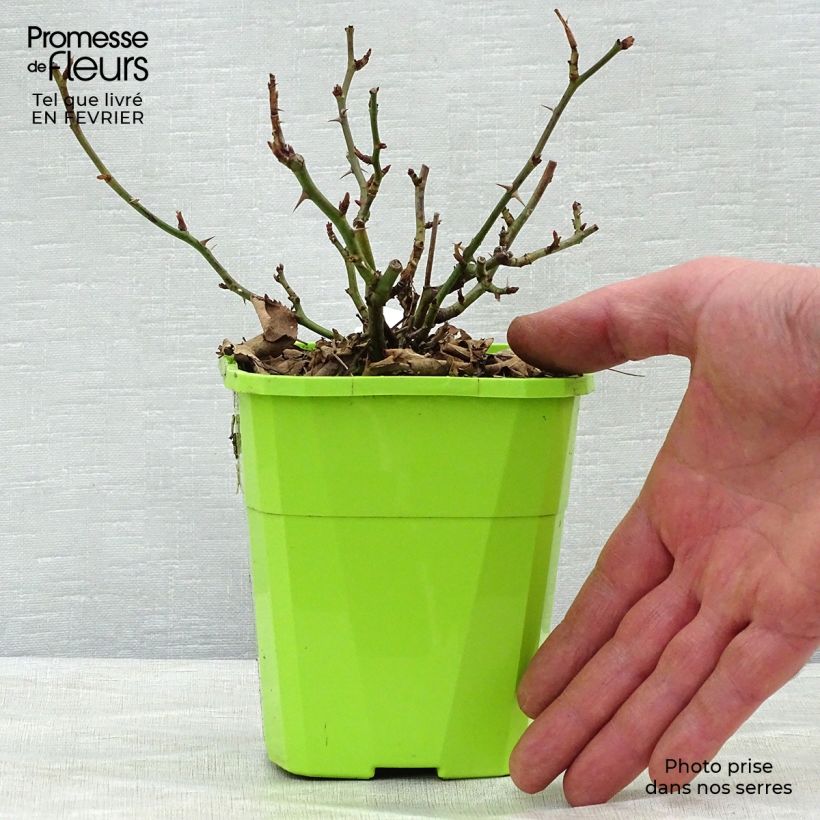 Example of Rosier Urban Streetlight Rekord Cubana Pot van 3 l/4 l as you get in hiver