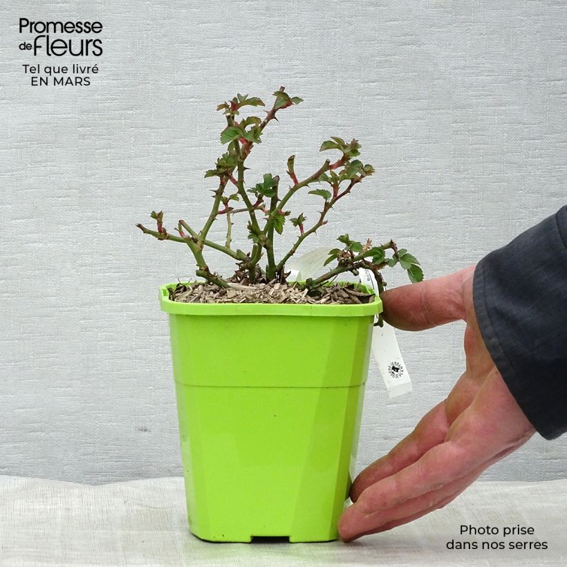 Exemplaar van Rosa Pink Emely - Trosroos Pot van 1,5 l/2 l zoals geleverd in de lente