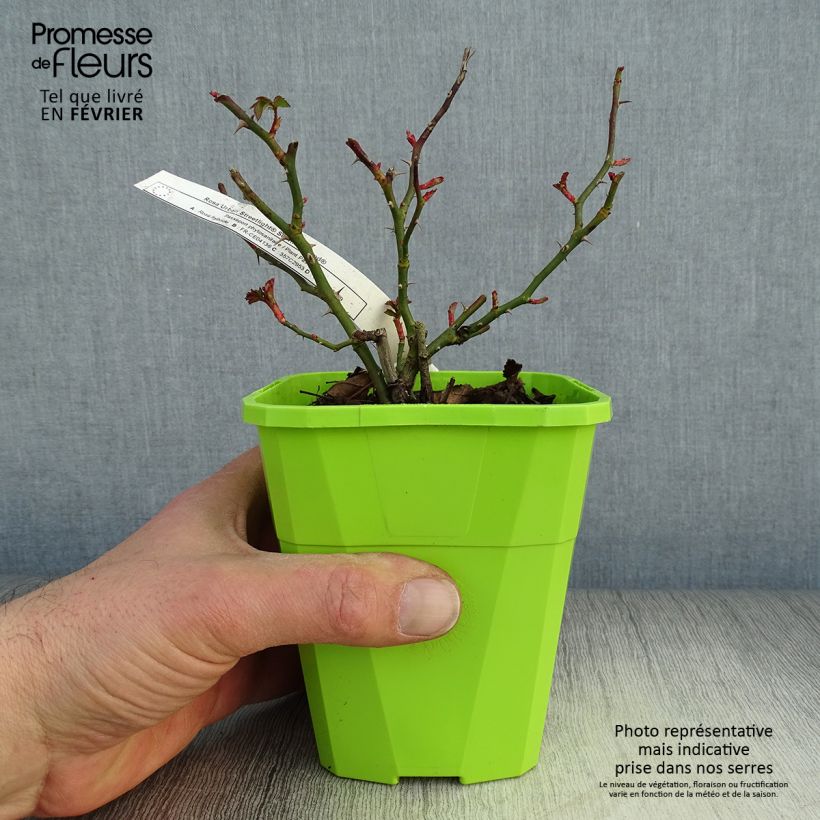 Example of Rosier Urban Streetlight Sommerabend Pot van 3 l/4 l as you get in hiver