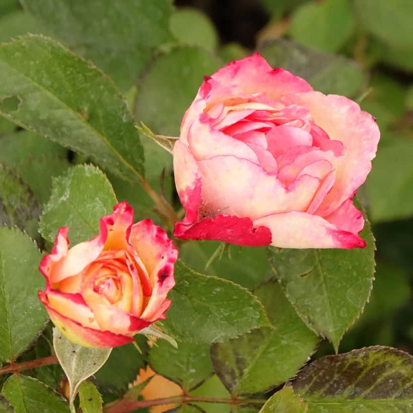 Rosa Aline Mayrisch Rose - Trosroos (Bloei)