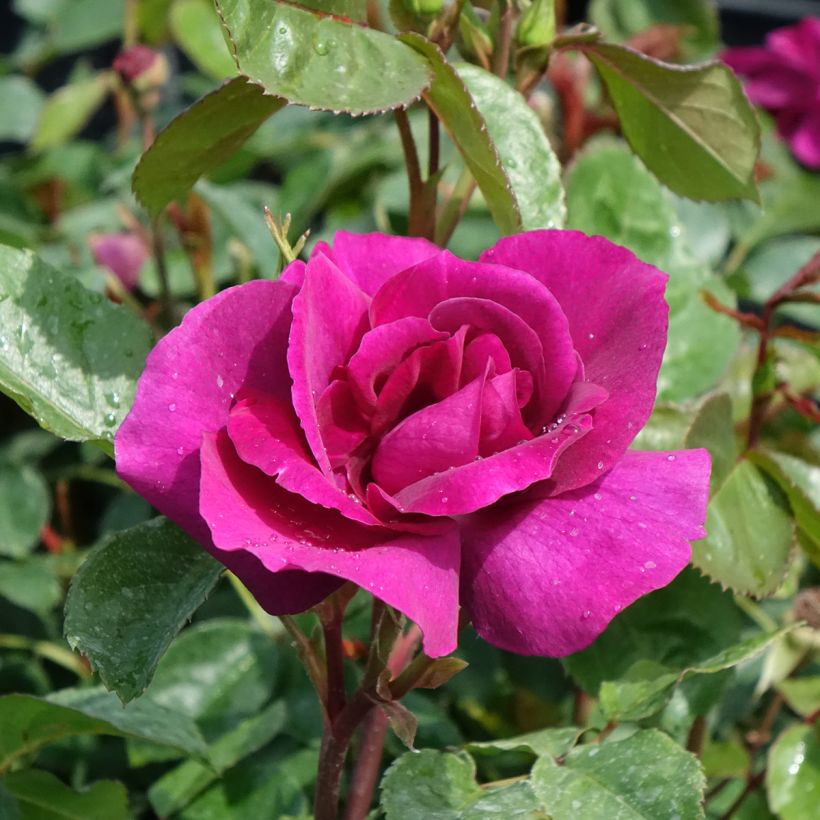 Rosa Bluebell - Trosroos (Bloei)