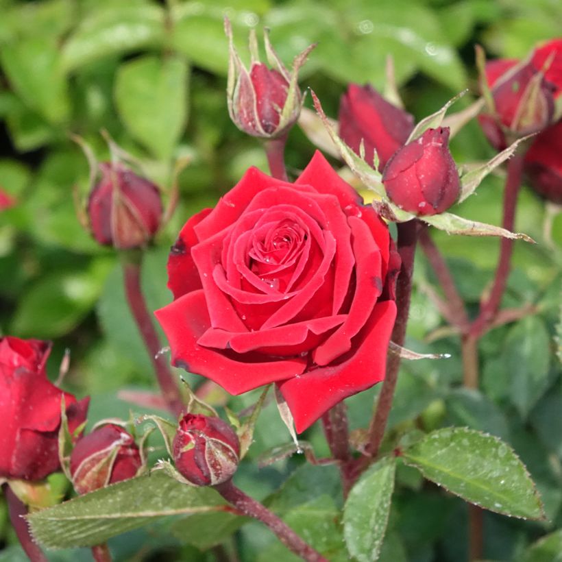 Rosa Niccolo Paganini - Trosroos (Bloei)