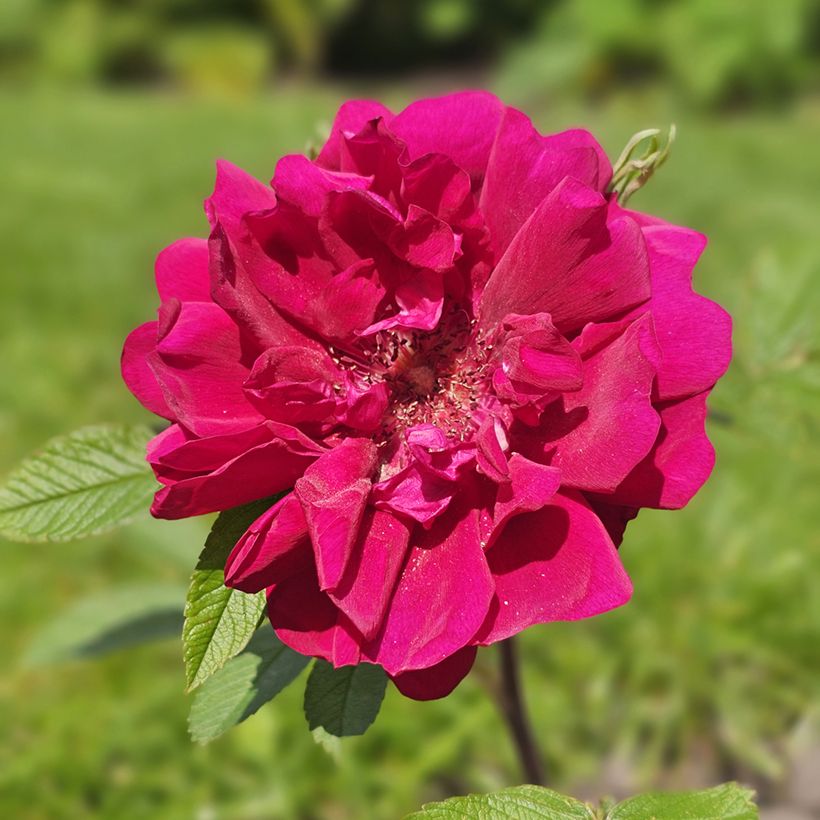 Rosa Take It Easy Red - Hondsroos (Flowering)