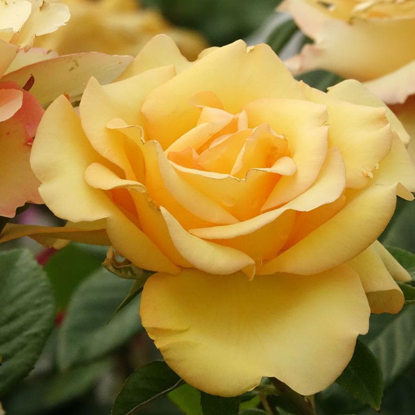 Rosa EUREKA - Grootbloemige roos (Bloei)