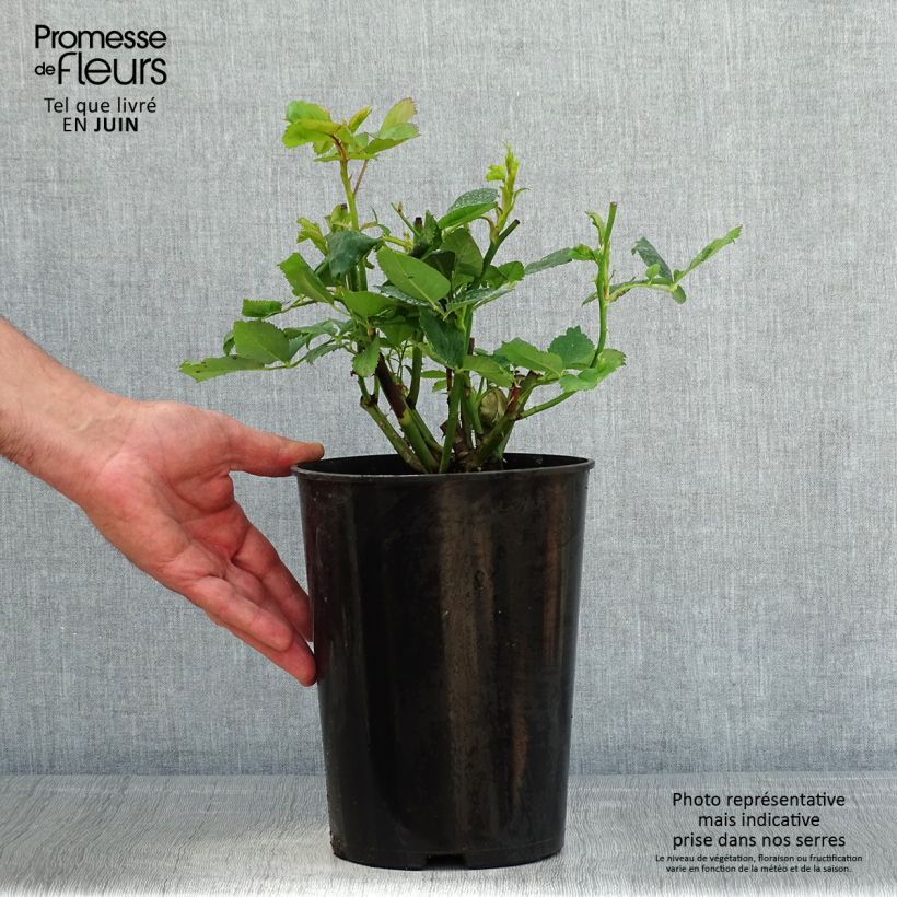 Exemplaar van Rosa Chinatown - Grootbloemige roos Pot van 4 l/5 l zoals geleverd in de lente