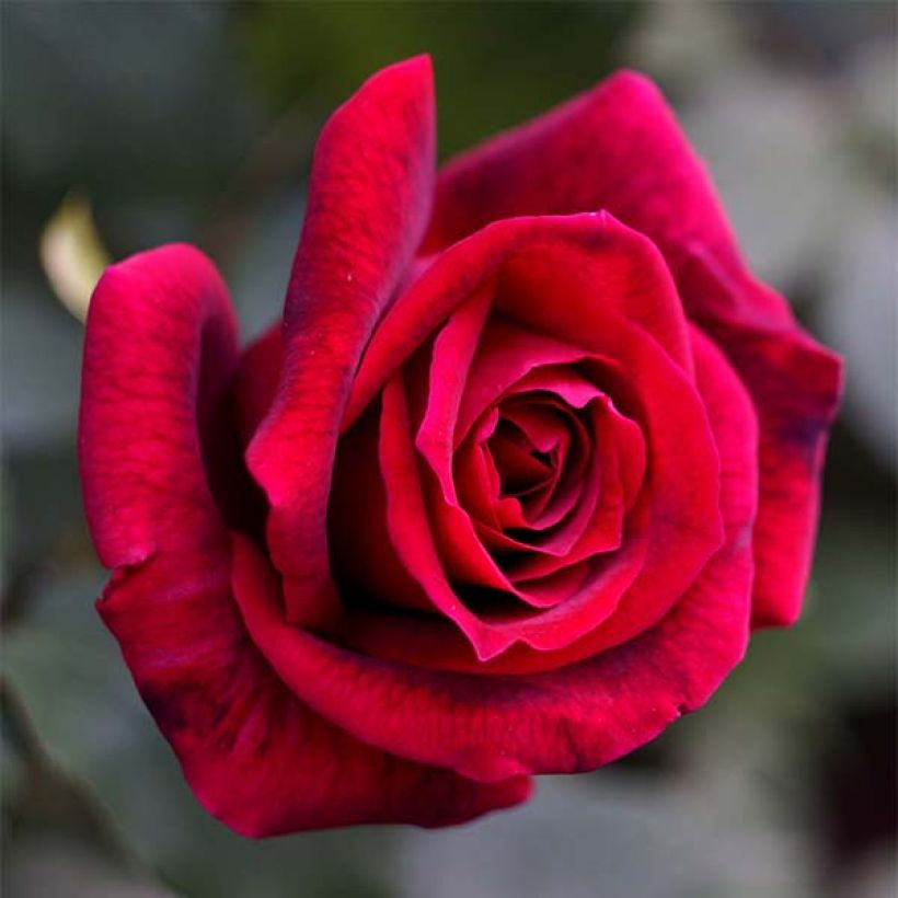 Rosa Papa Meilland - Grootbloemige roos (Flowering)